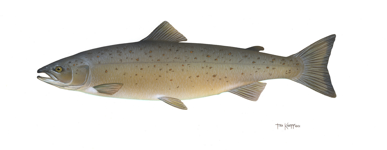 atlanticsalmon