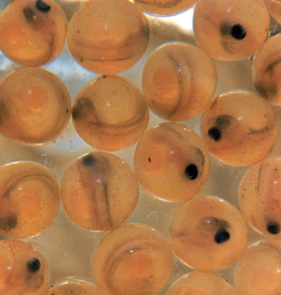 atlanticsalmoneggs