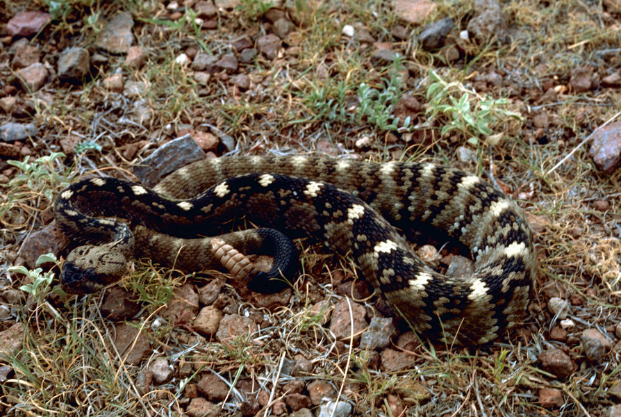 Crotalus molossus