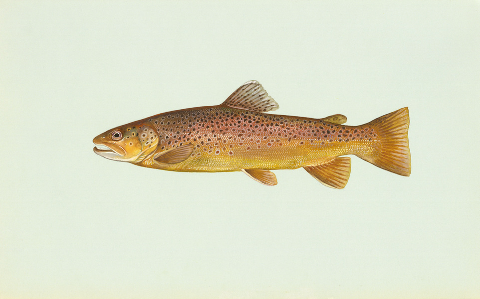 browntrout2