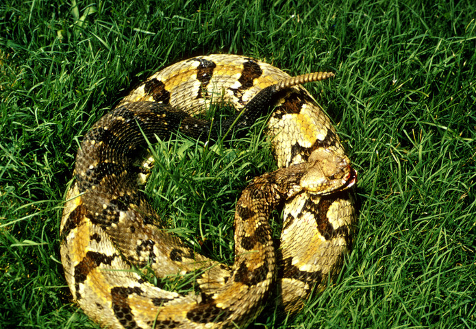 timber rattlesnake head