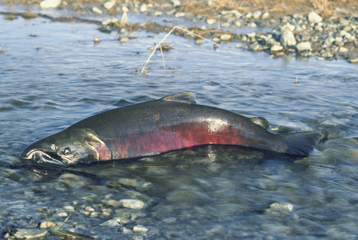 Fish Facts: Coho Salmon (Oncorhynchus kisutch) - Orvis News