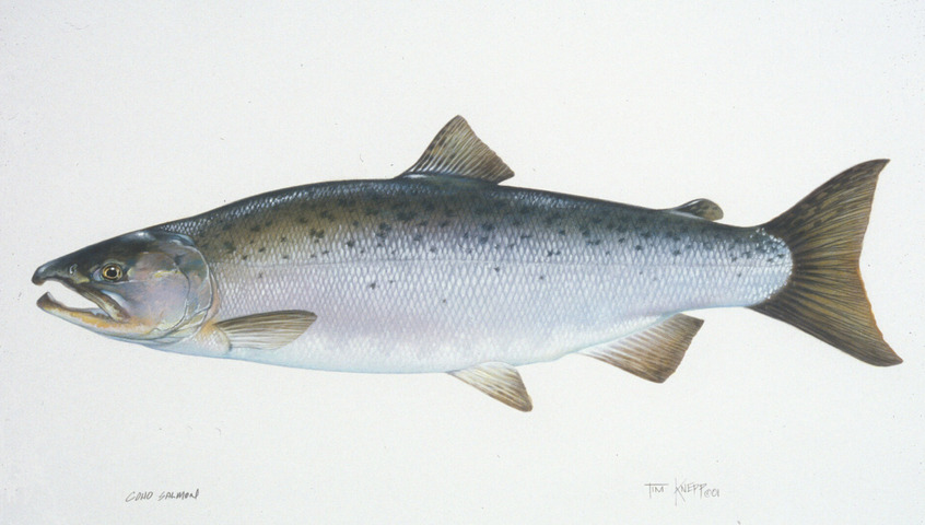adw actinopterygii information