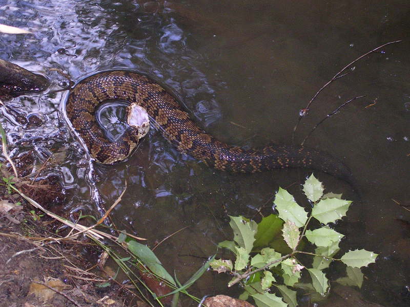 cottonmouth2