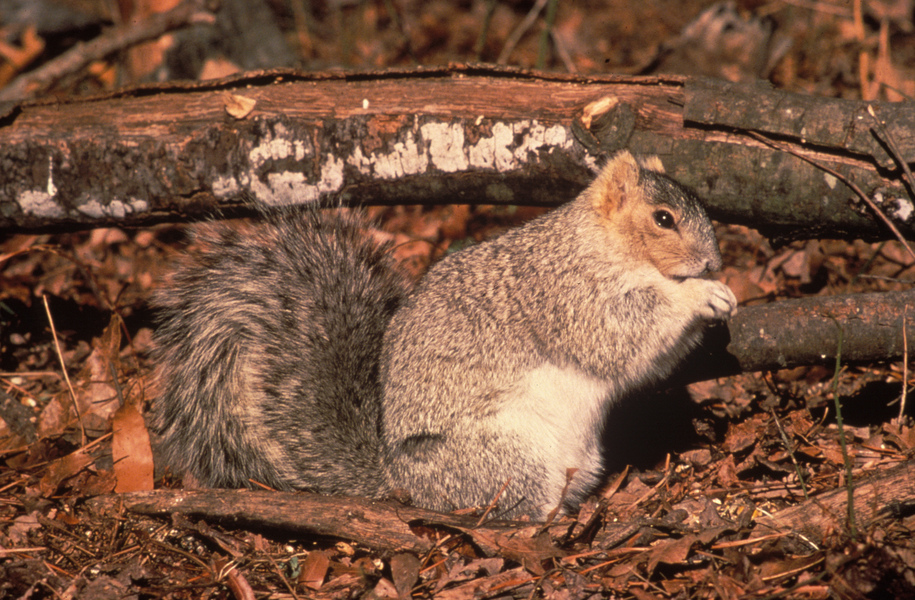 Sciurus niger