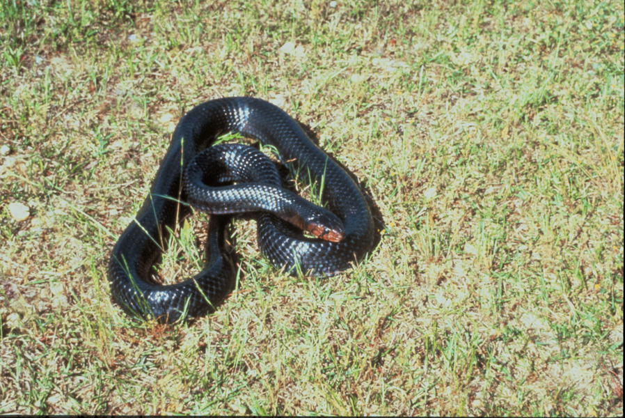 easternindigosnake