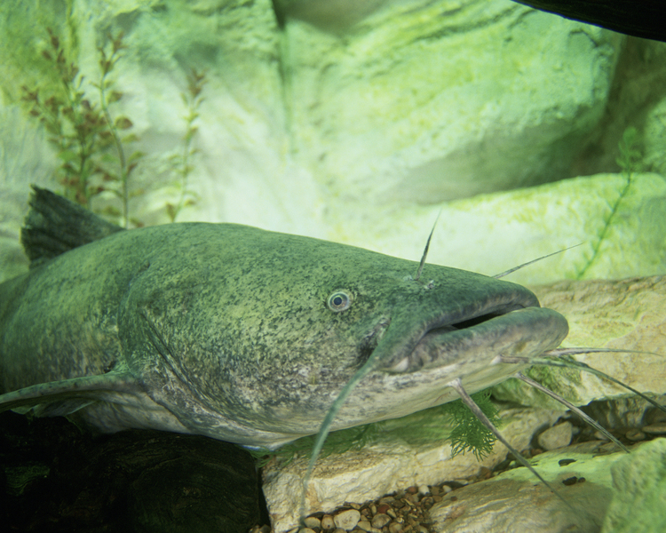 flatheadcatfish2