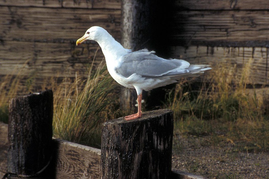 glaucouswingedgull