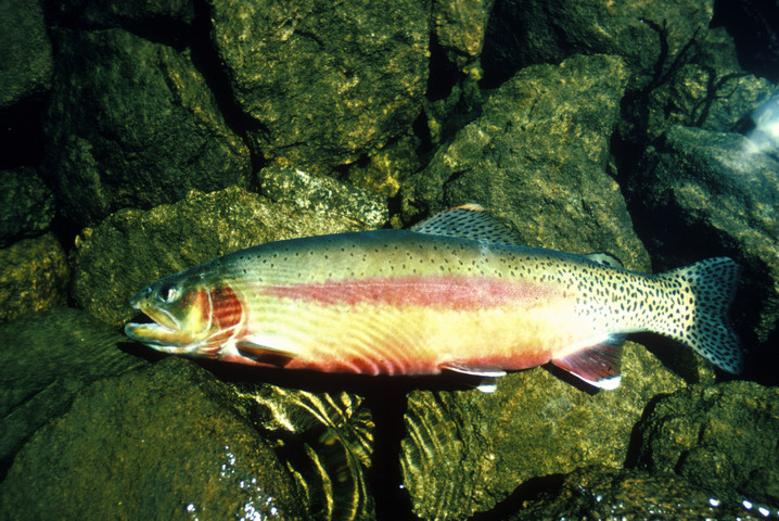 golden rainbow trout