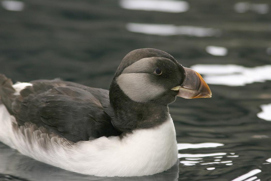 Charadriiformes