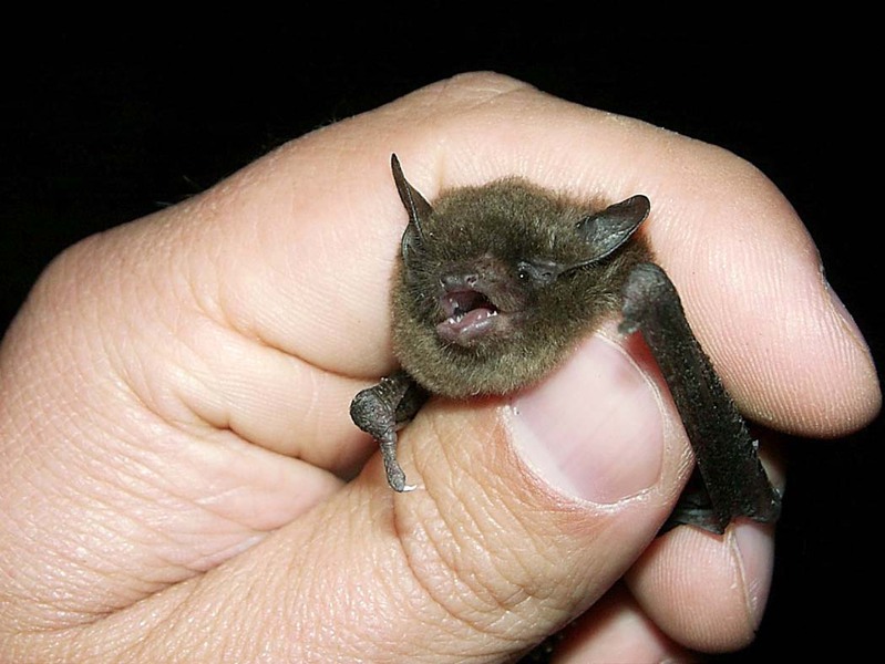 Myotis