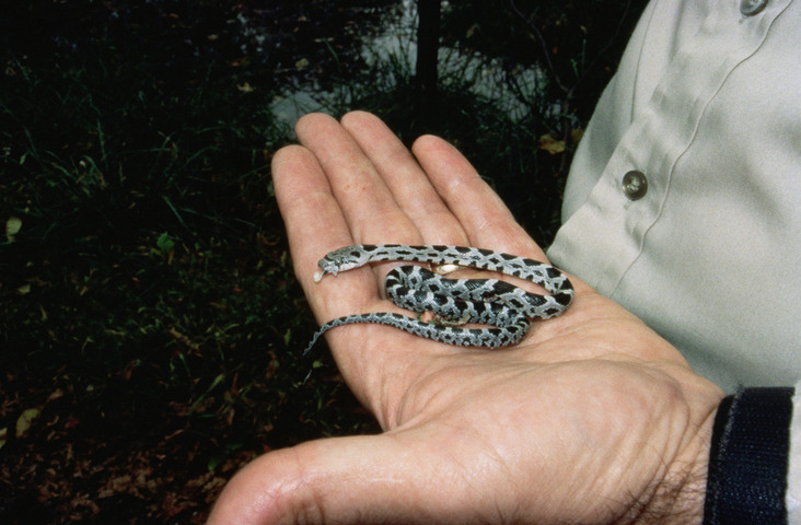 Photo of Pantherophis obsoletus