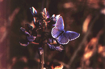 Lycaeides melissa