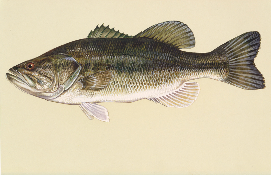 largemouthbass2