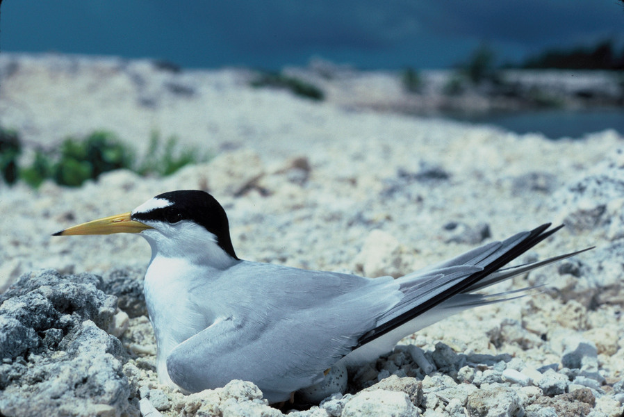 Charadriiformes