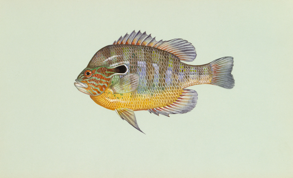 Lepomis megalotis