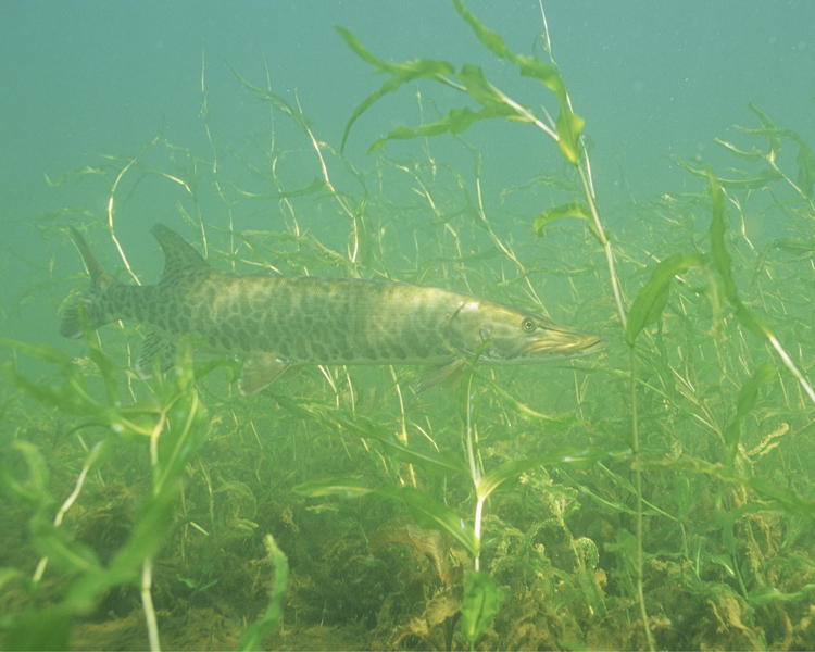 muskellunge2