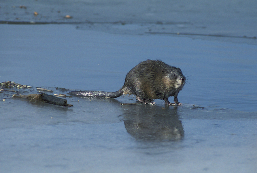 Ondatra zibethicus