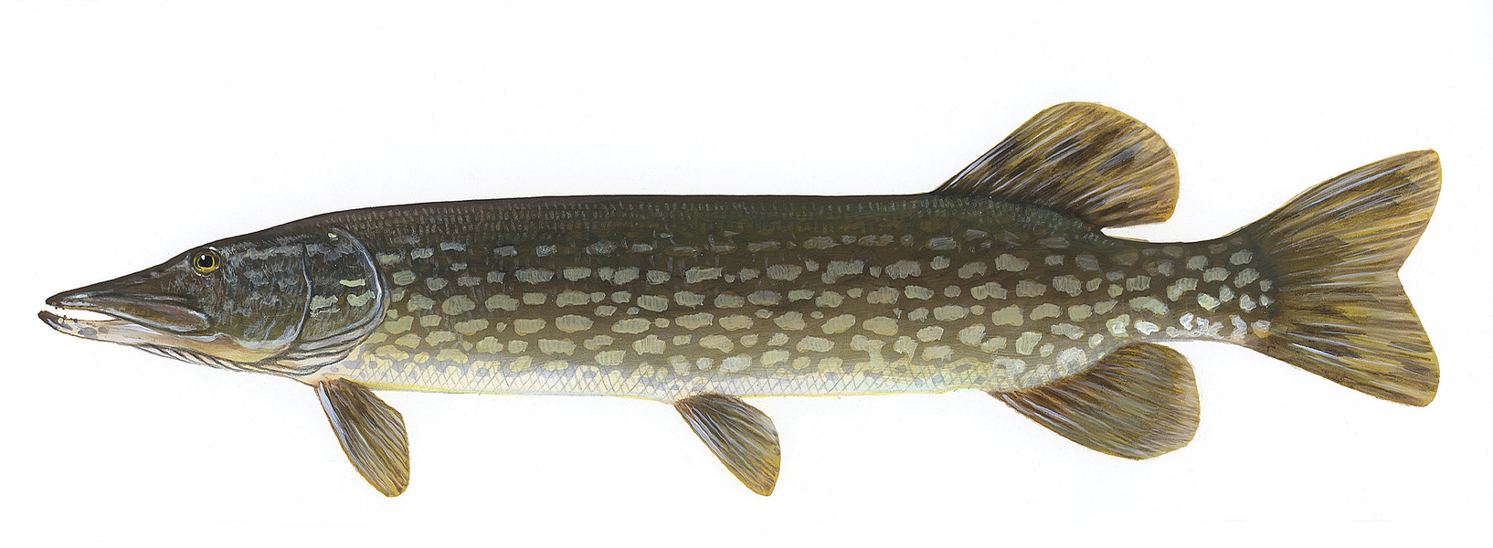 northernpike2