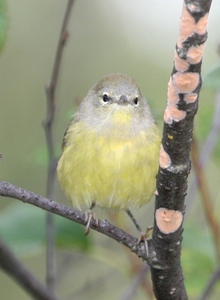 orangecrownedwarbler2