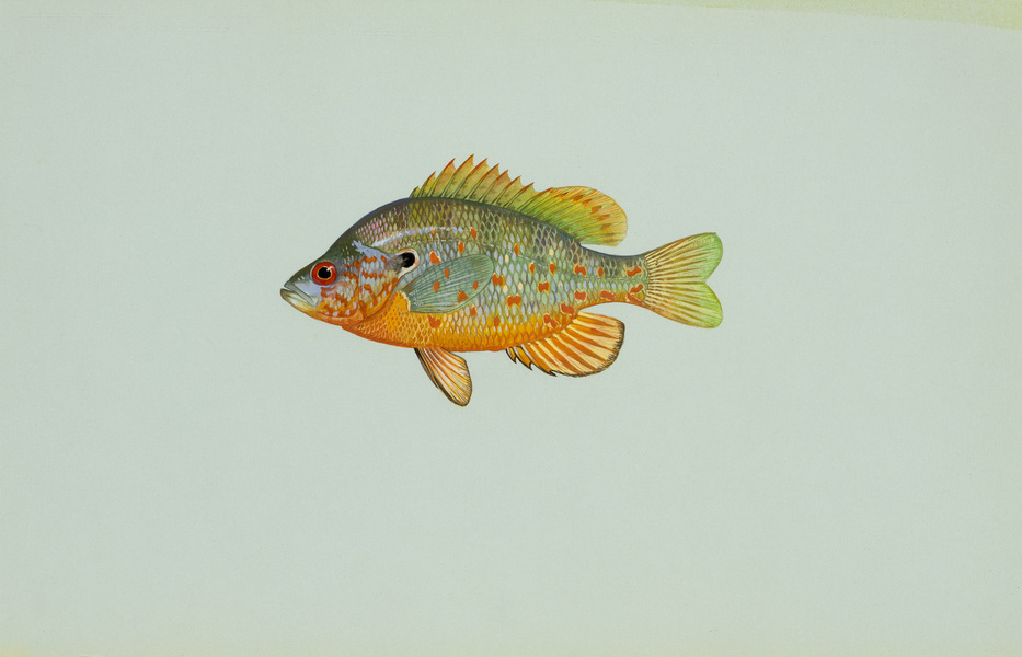 Lepomis