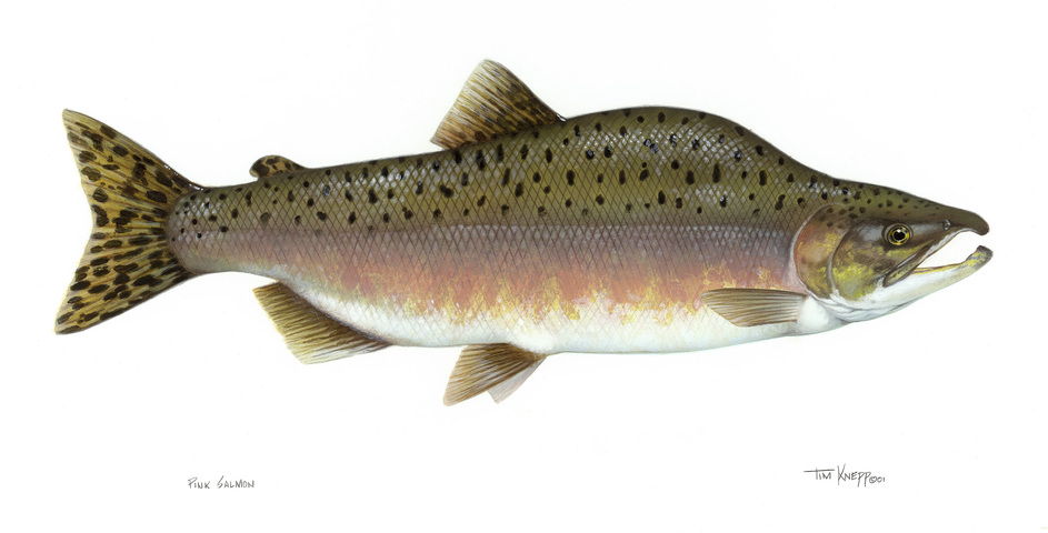 Photo of Oncorhynchus gorbuscha