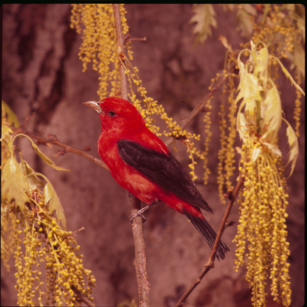 Piranga olivacea