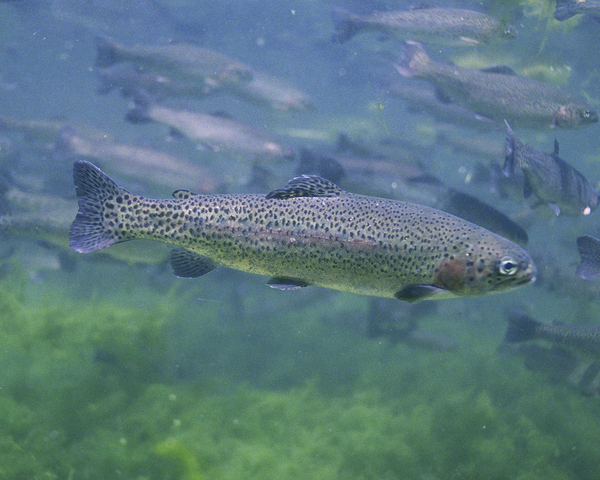 Handbook of Hatches: A Basic Guide to Recognizing Trout Foods and