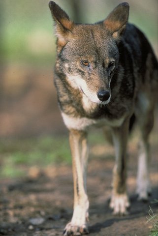 red wolves