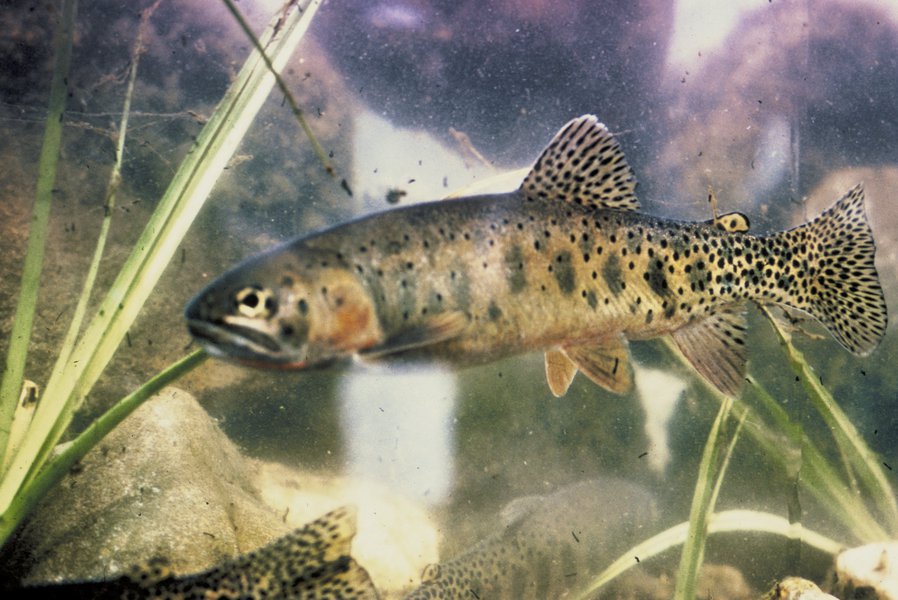 Oncorhynchus clarkii