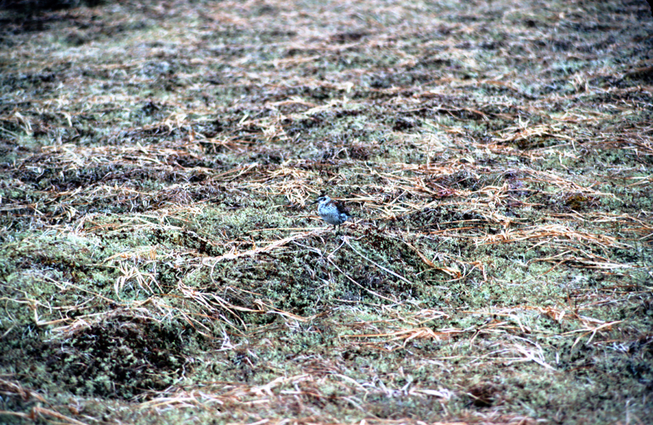 Charadriiformes