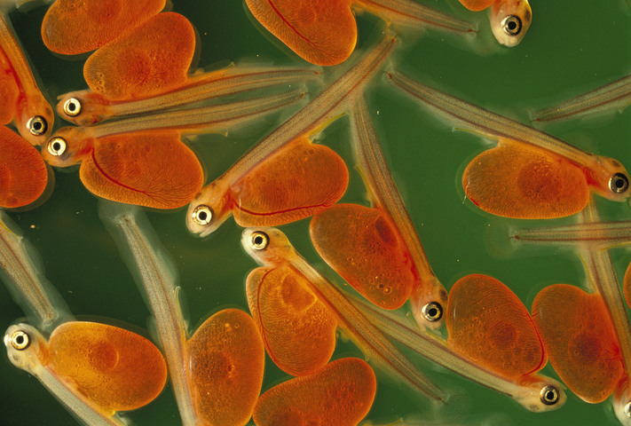Photo of Salmonidae