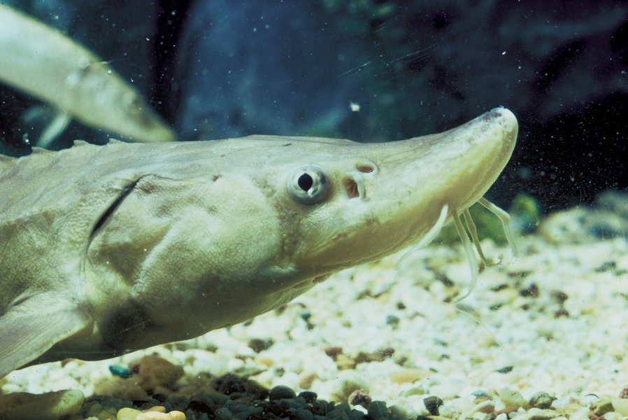 shortnosesturgeon