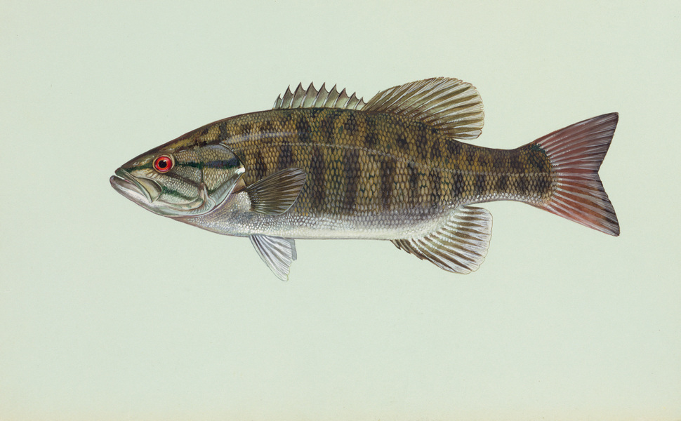 Micropterus dolomieu