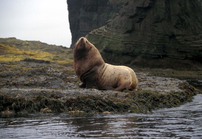 female steller sea lion