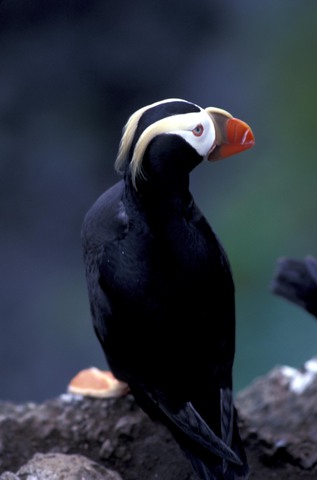 Tufted Puffin Facts - NatureMapping