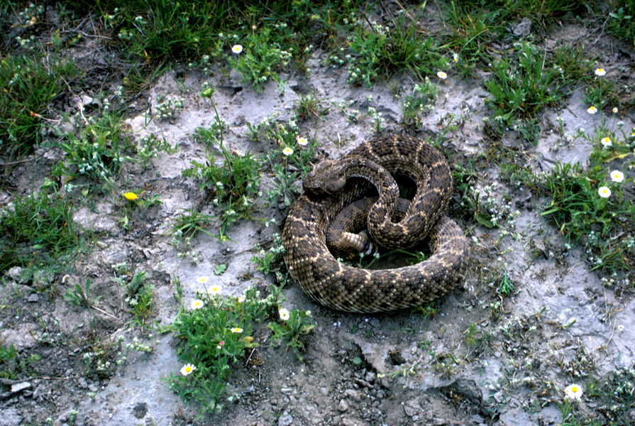 Crotalus