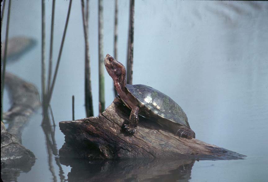 westernpondturtle