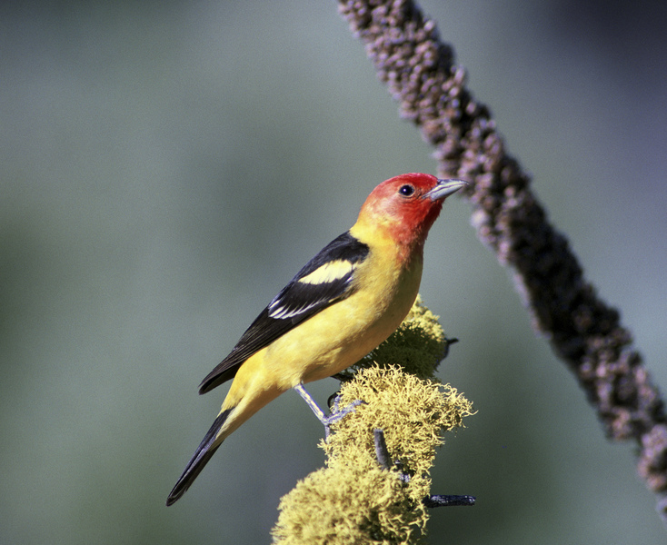 westerntanager