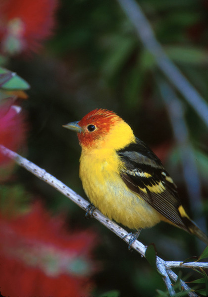 westerntanager2