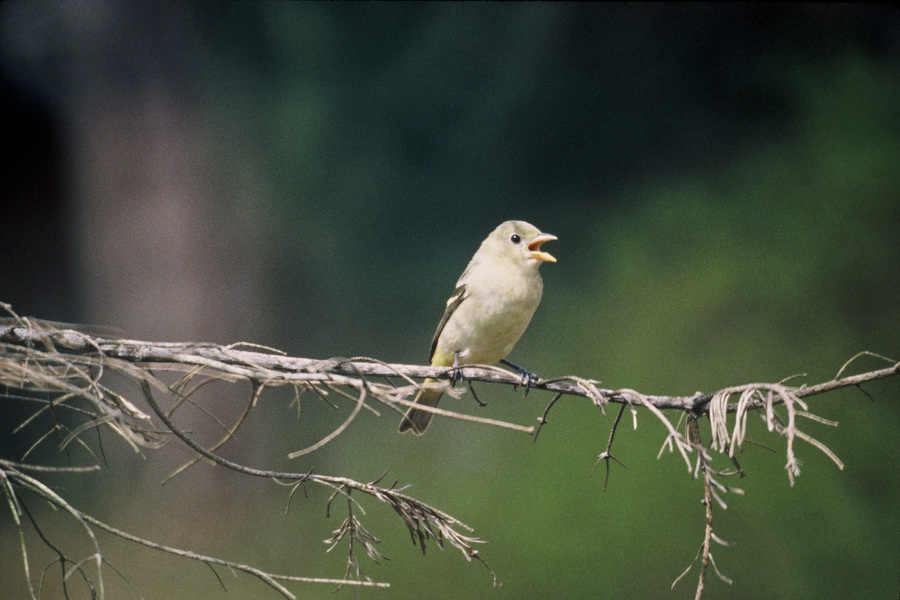 westerntanager3