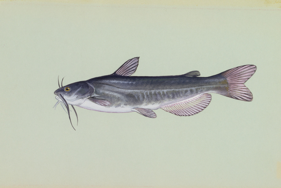 whitecatfish