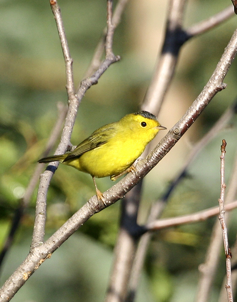 wilsonswarbler