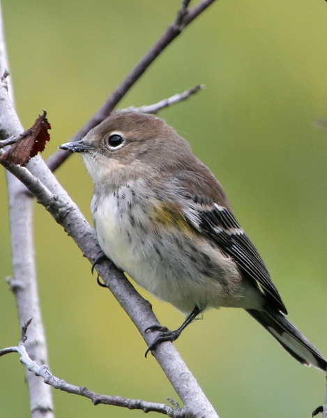 Dendroica coronata