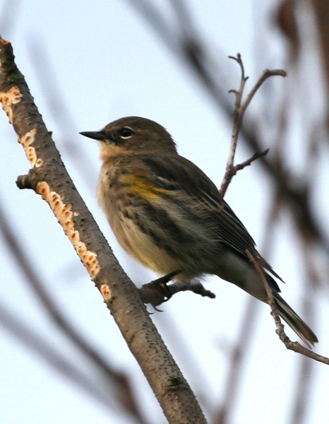 Dendroica coronata