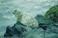 Phoca vitulina