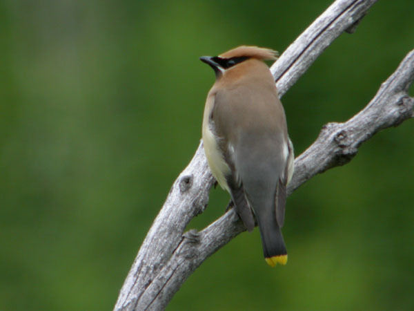 Bombycilla cedrorum