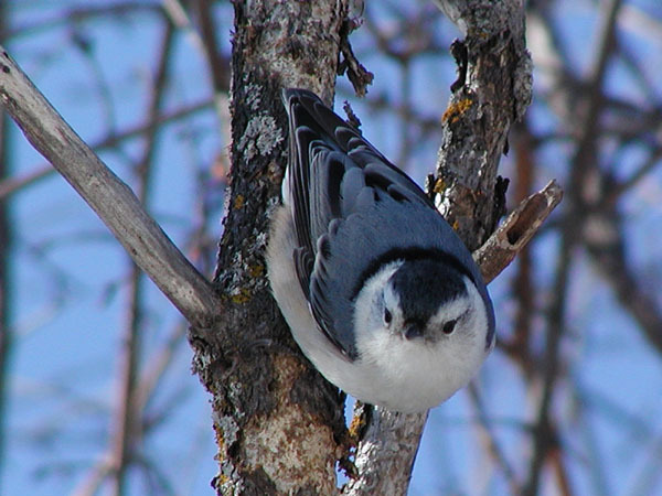 Sitta carolinensis