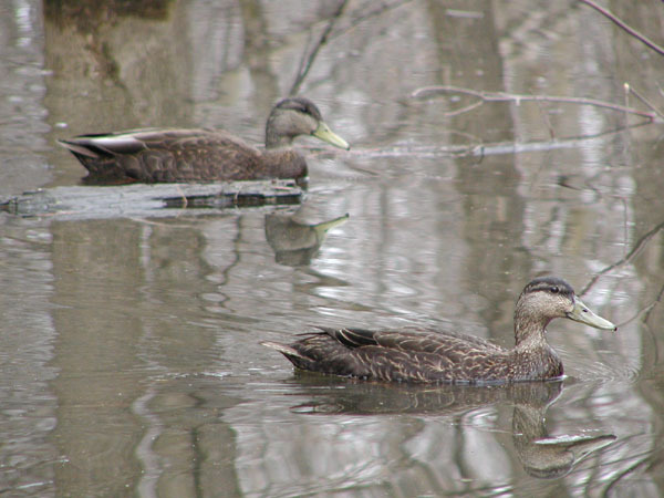 Anseriformes