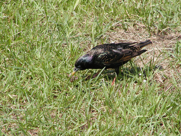 Sturnus vulgaris